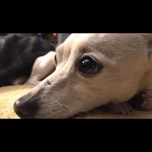 Meet your Posher, Cole